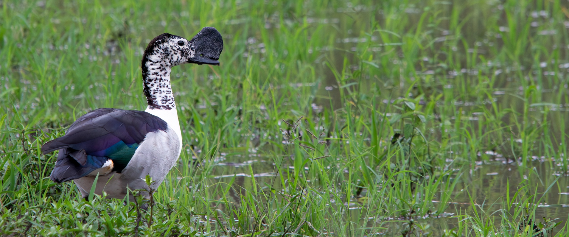 A Week in the Bush Vol. 487