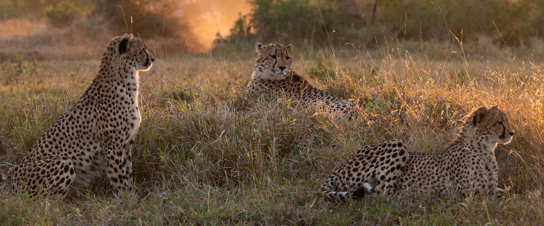 Sabi Sabi Viviane Ladner Banner