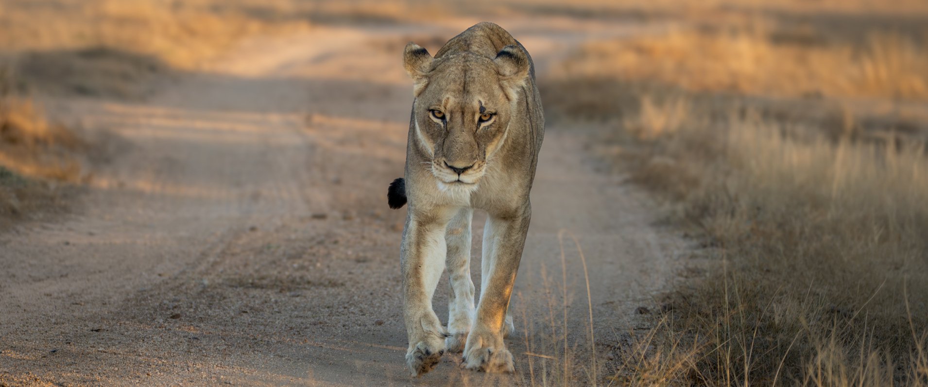 Sabi Sabi Ronald Mutero Banner 01