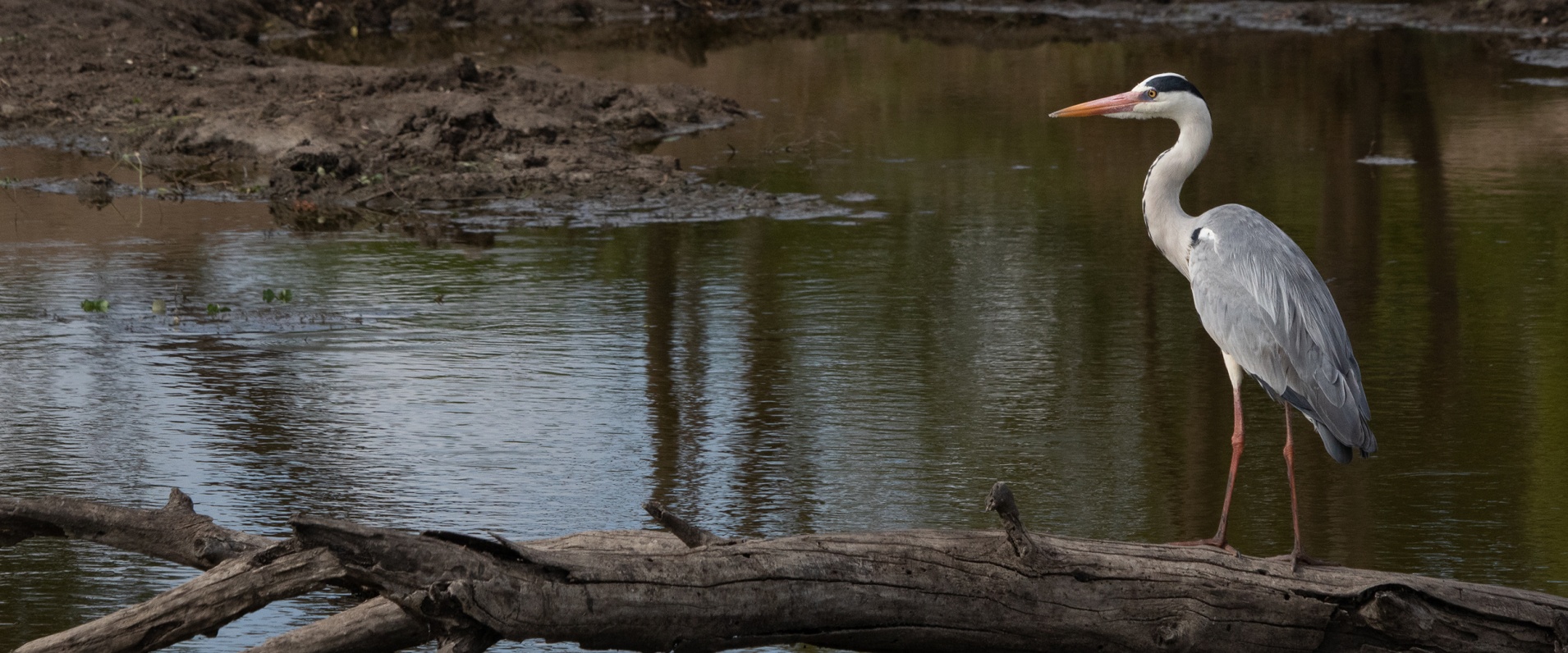 A Week in the Bush Vol. 498