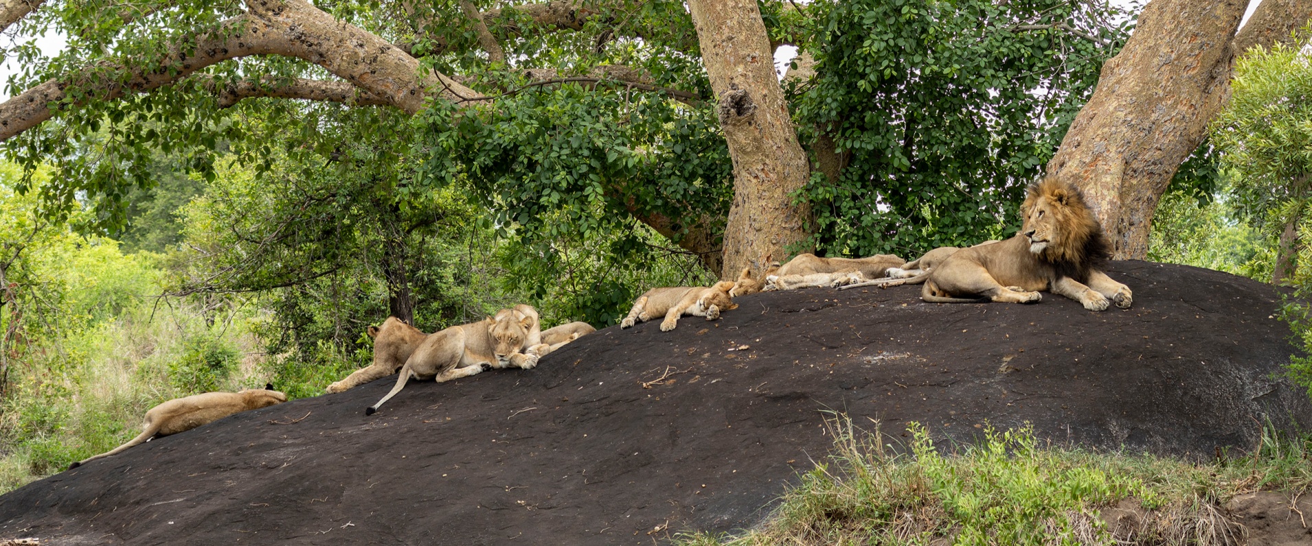 Sabi Sabi Benjamin Loon Lion Pride On Rock Banner