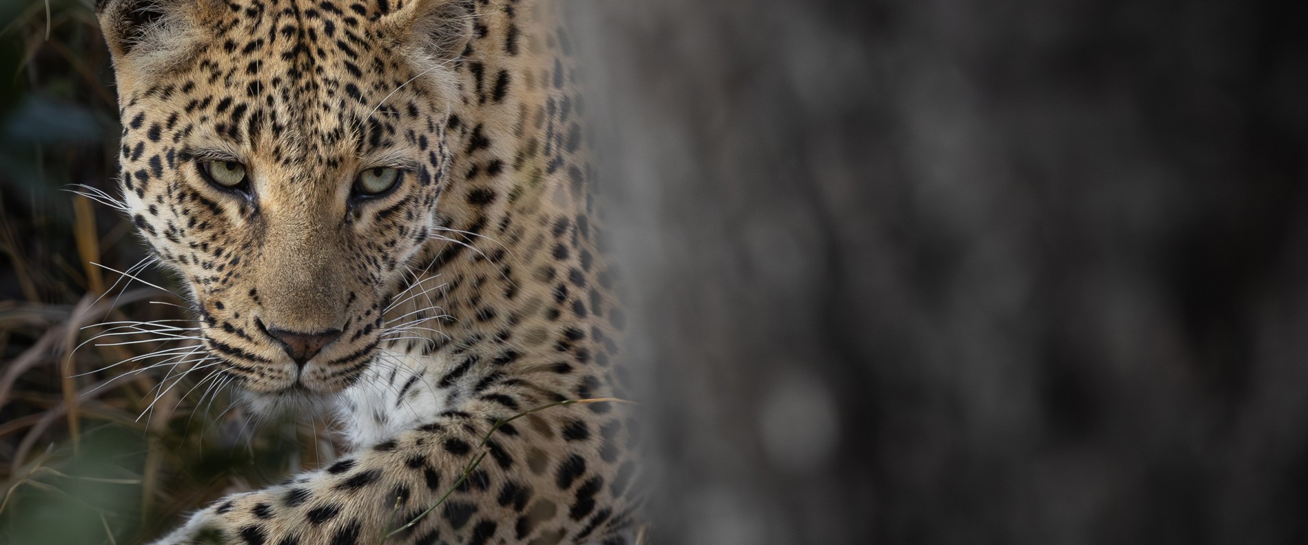 A Week in the Bush Vol. 560
