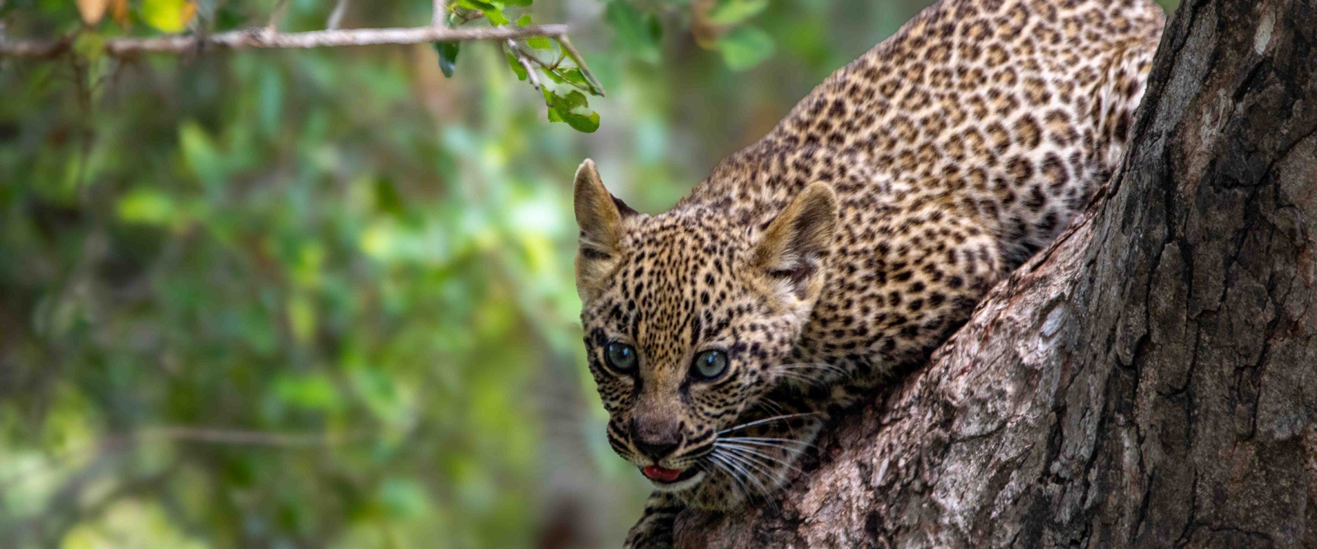 Sabi Sabi Ronald Mutero Banner Vol 585 01