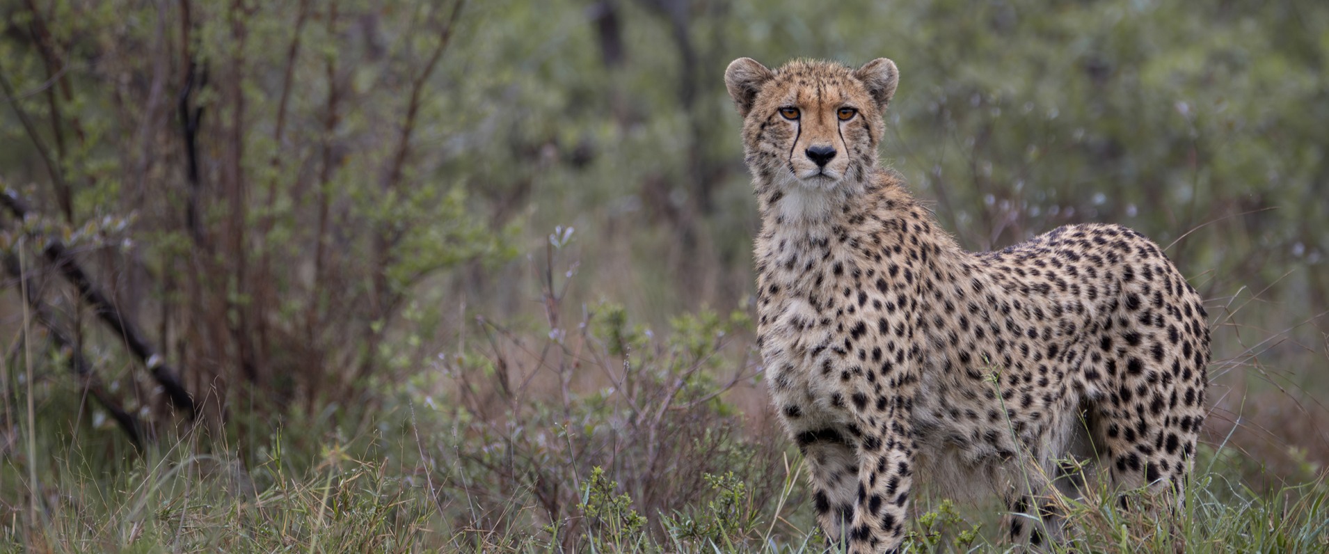 A Week in the Bush Vol. 477