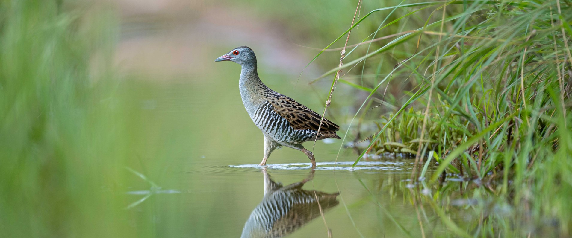 Sabi Sabi Jamiel Malherbe Banner