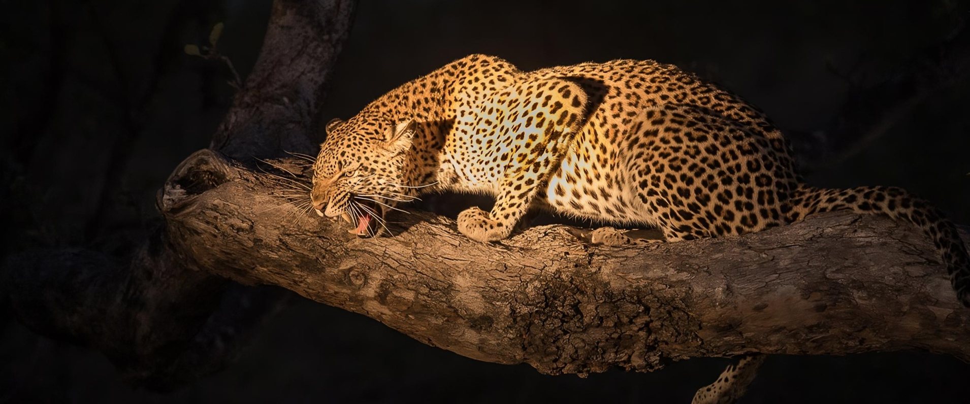 Sabi Sabi Experience Game Drive Leopard Night Transformed Sabi Sabi Experience Game Drive Leopard Night Transformed