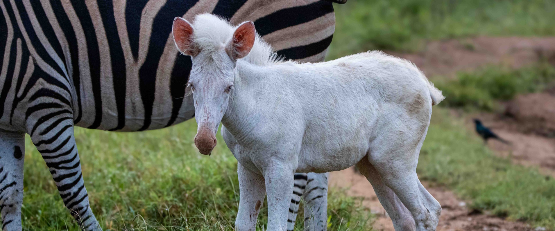 Sabi Sabi Ronald Mutero Banner
