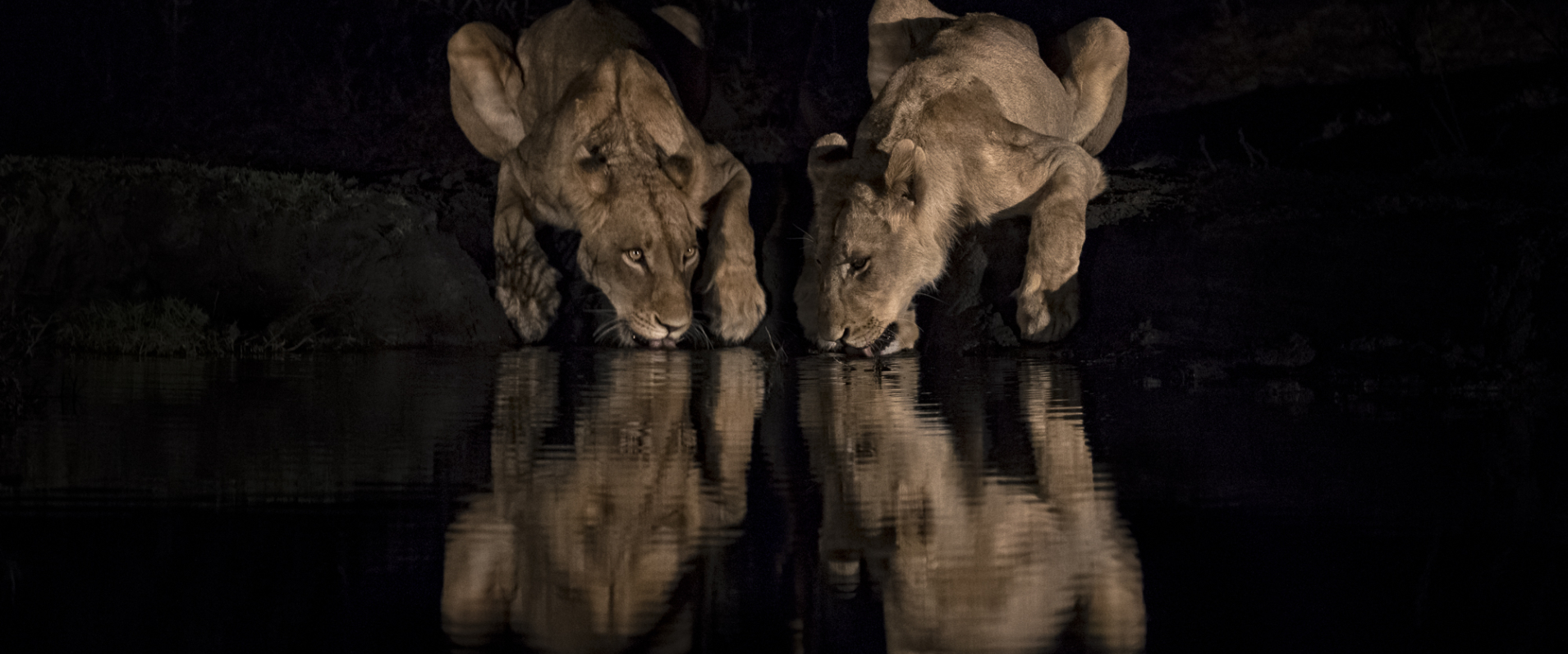 Lion 97