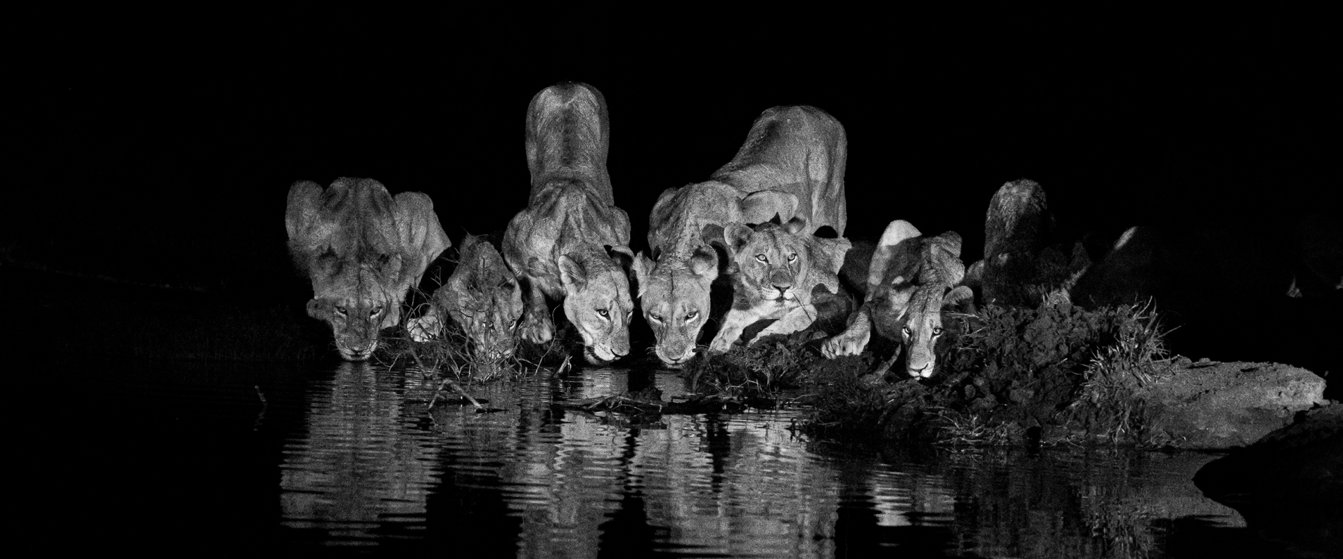 Sabi Sabi Viviane Ladner Banner