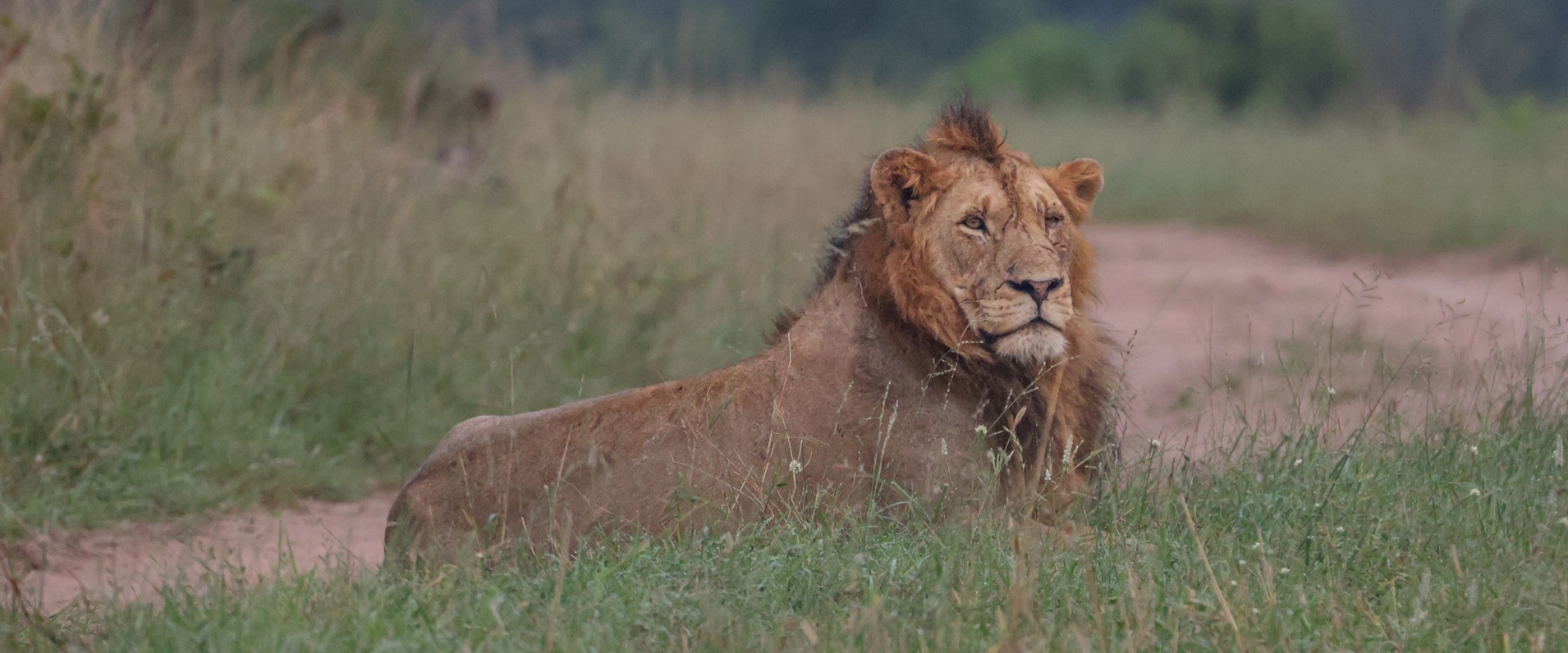 Sabi Sabi Ruan Mey Banner 02