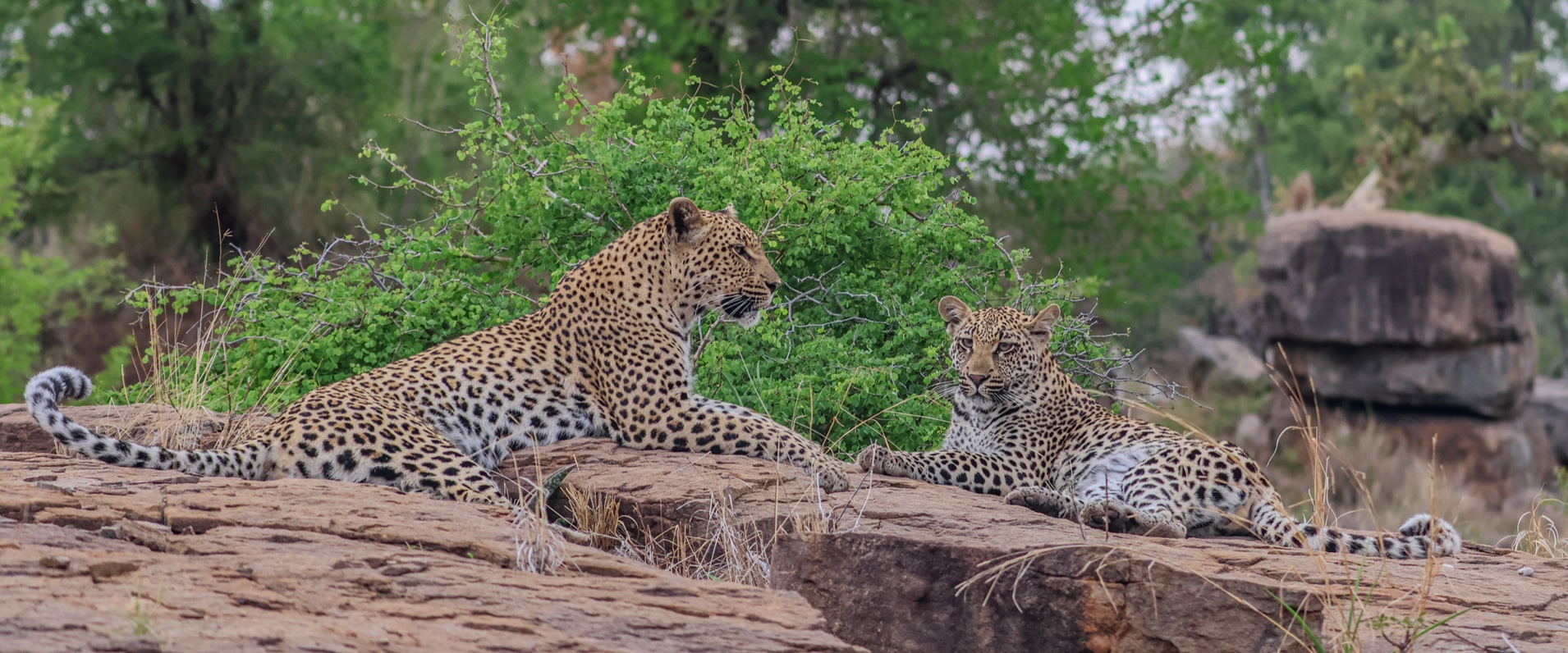 Sabi Sabi Ruan Mey Banner