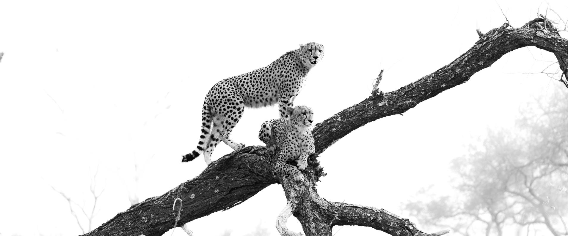 Sabi Sabi Viviane Ladner Banner