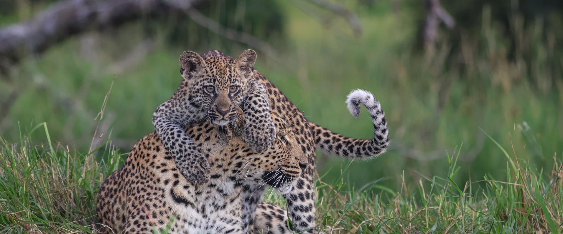 Golonyi and Her New Beginnings. 