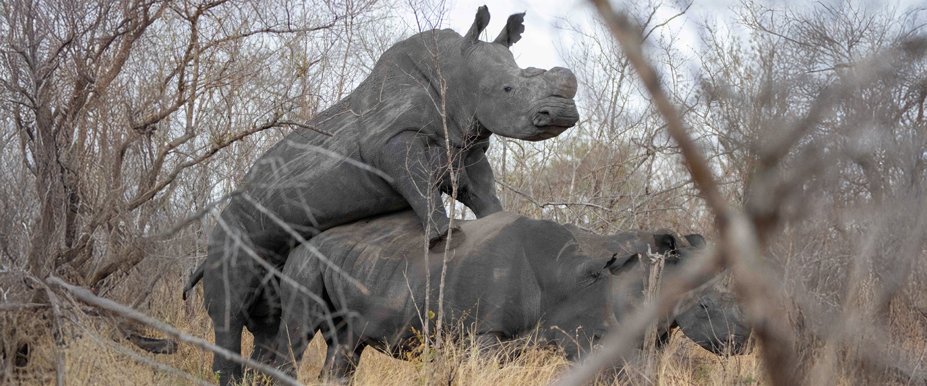 Sabi Sabi Rhinos Ronald Mutero Banner 12 Sabi Sabi Rhinos Ronald Mutero Banner 12