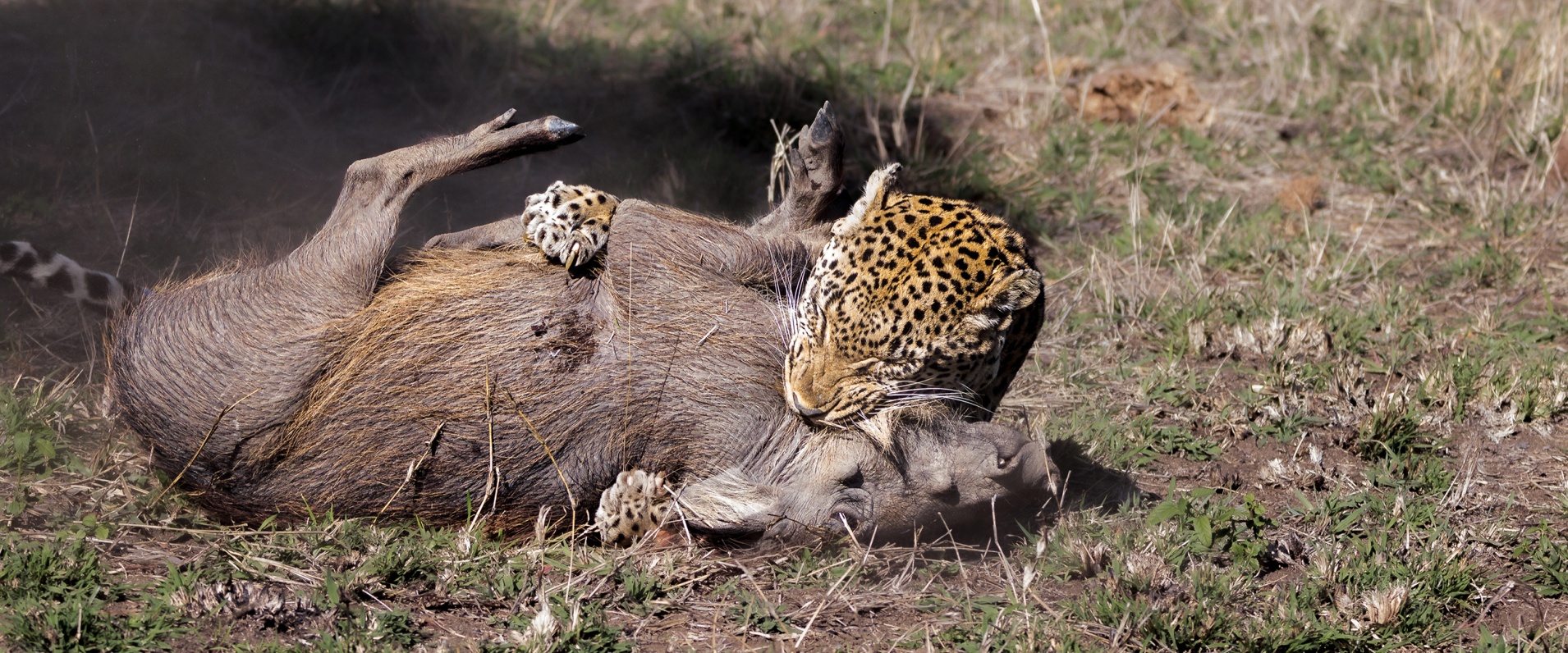 Mawelawela sinks his teeth into a young warthog. 