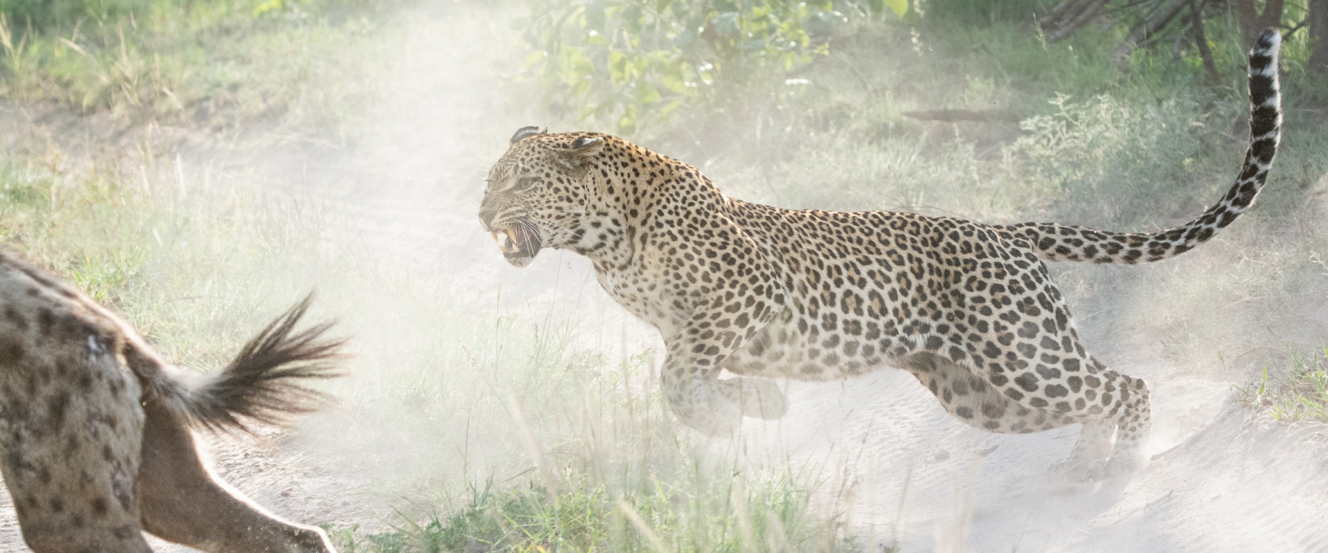 A Mother's Instinct by Ronald Mutero