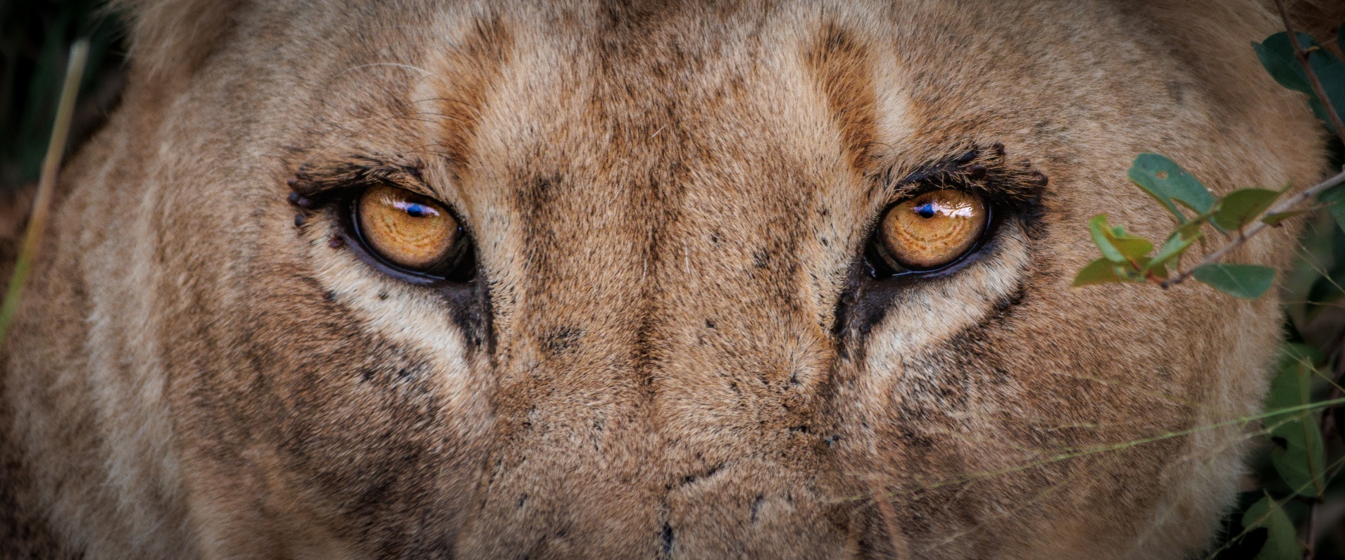 Devon Jansen Talamati Banner