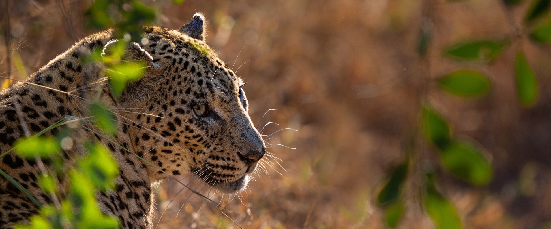 The living legacy, the Mashaba female