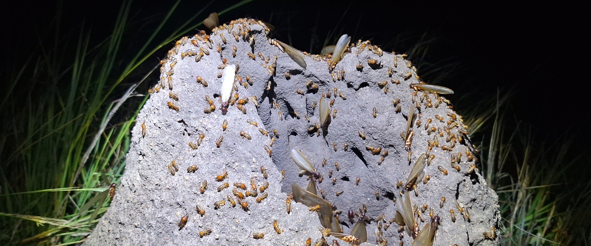 The Fascinating World of Fungus-Growing Termites by Ronald Mutero