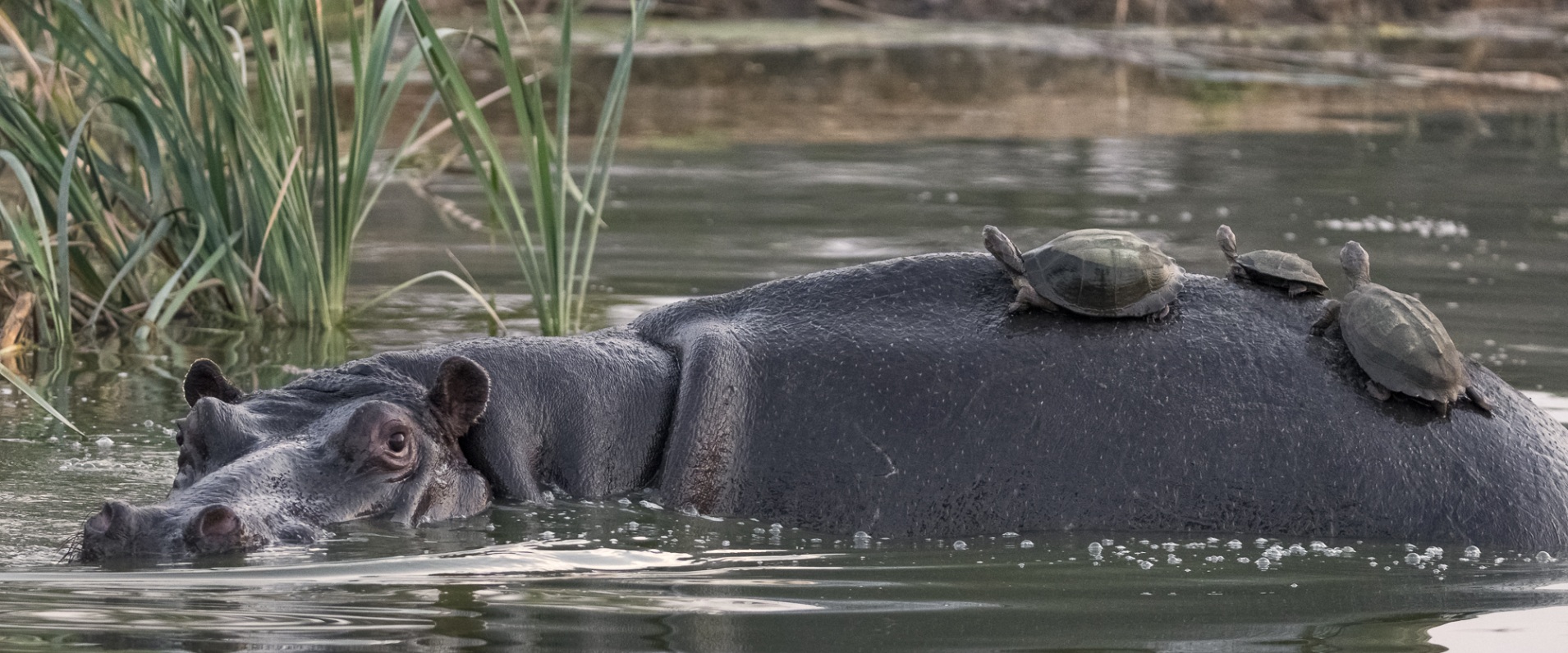 Terrapins riding atop a hippo, an aquatic spectacle.