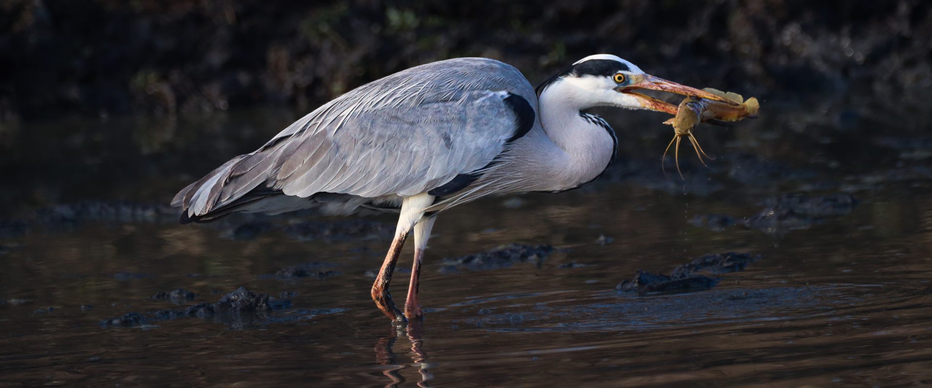 A Grey Heron carefully stalking its prey near a drying waterhole during the dry winter season.
