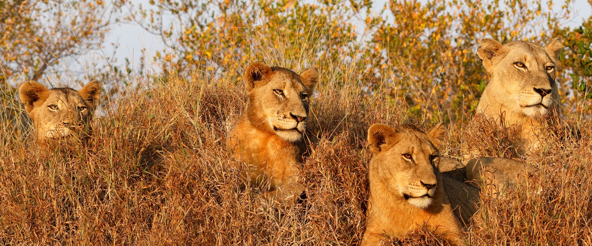 Sabi Sabi Jan Nel Banner