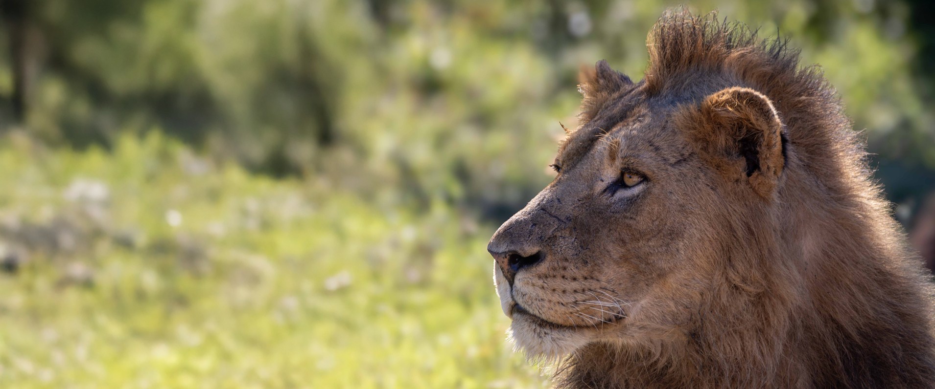 Sabi Sabi Ronald Mutero Banner 1