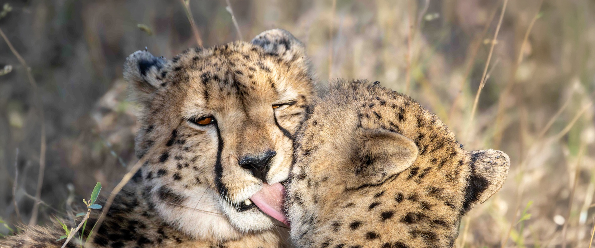 Sabi Sabi Ronald Mutero Banner 01