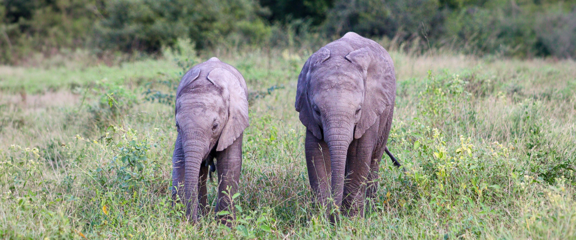 Sabi Sabi 590 Banner