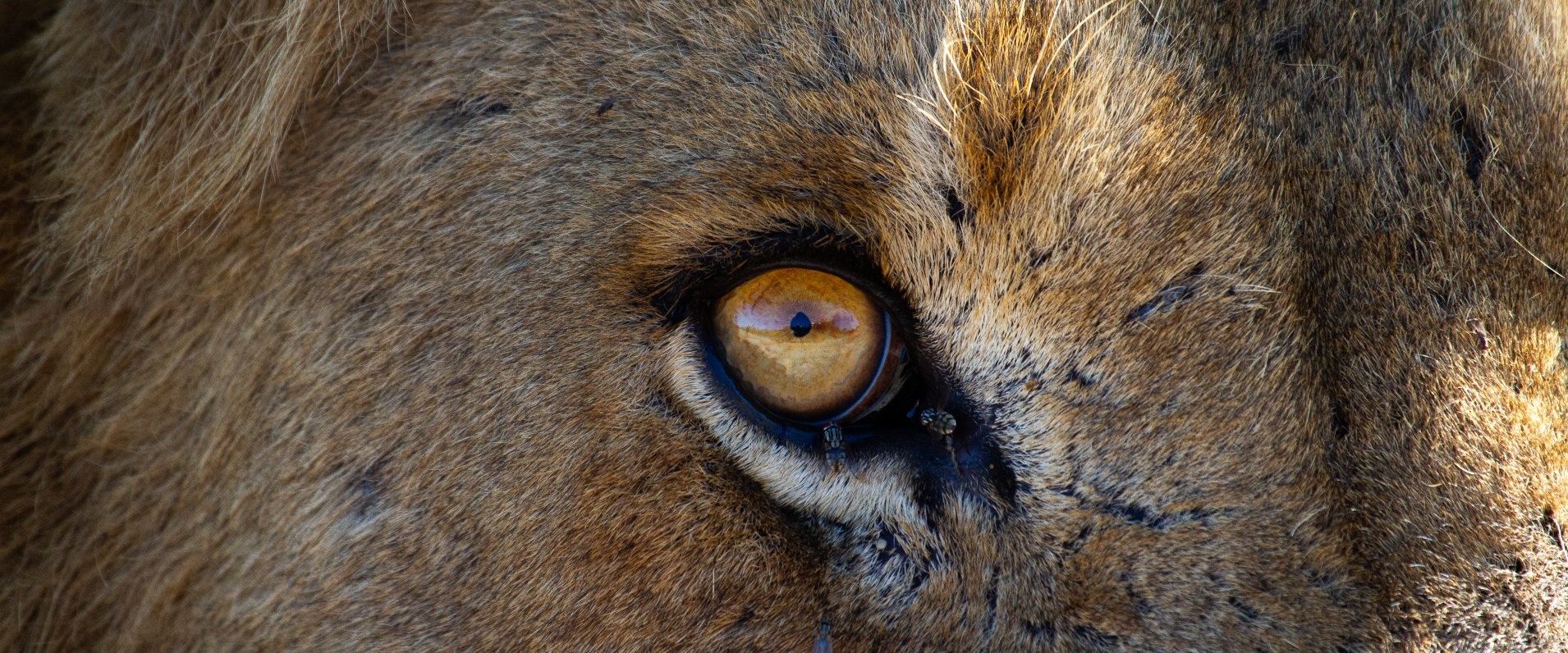 Dieter Lategan Blog Lion Eye180423 01 1 Of 1