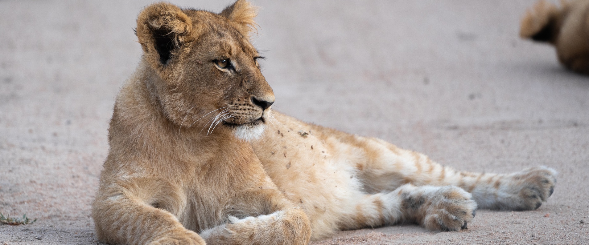 A Week in the Bush Vol. 473