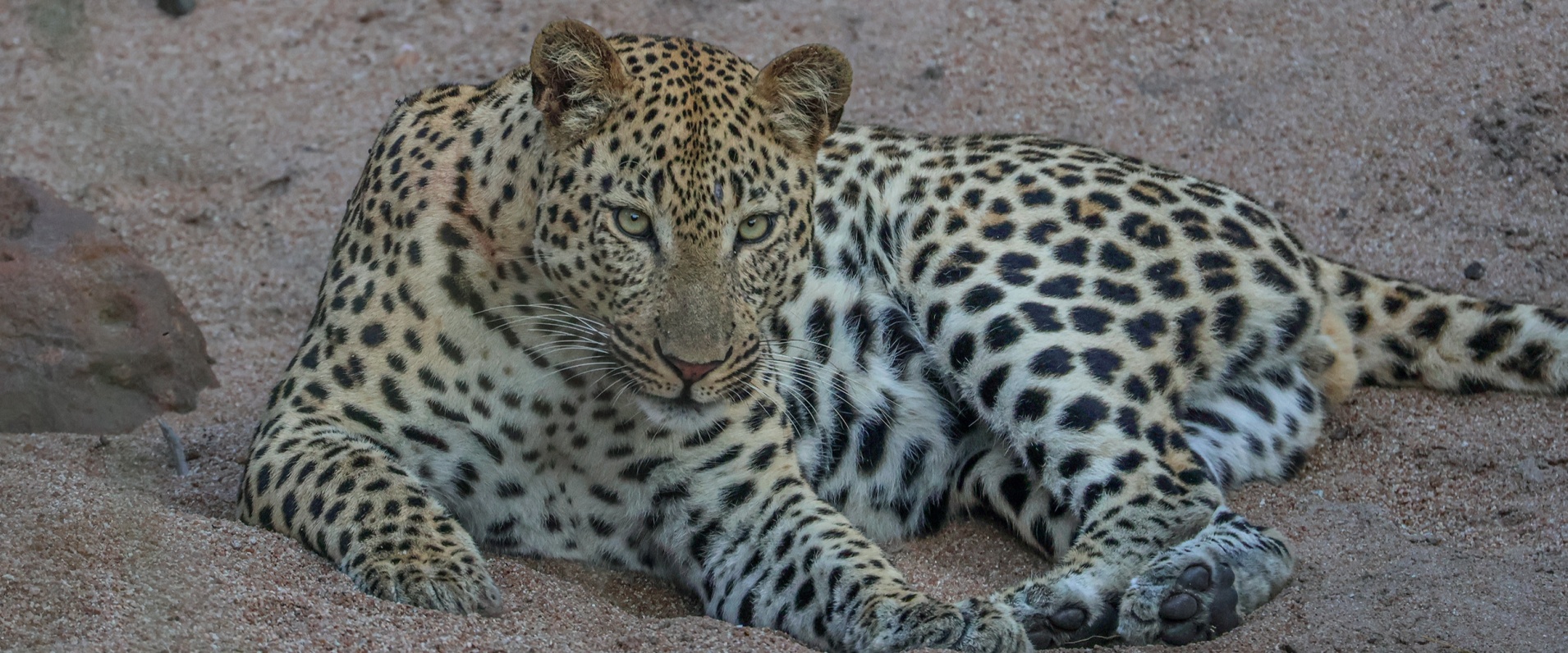 Sabi Sabi Ruan Mey Banner