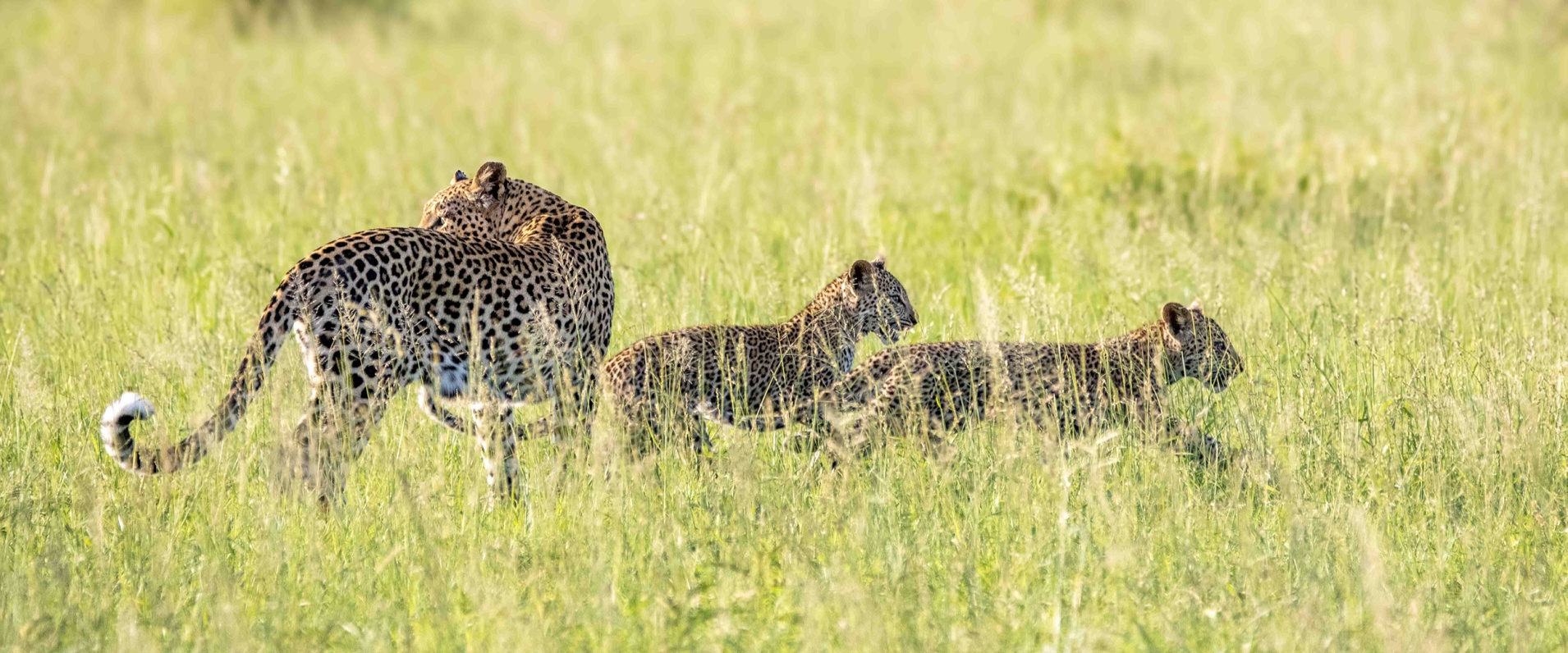 Sabi Sabi Ronald Mutero Banner