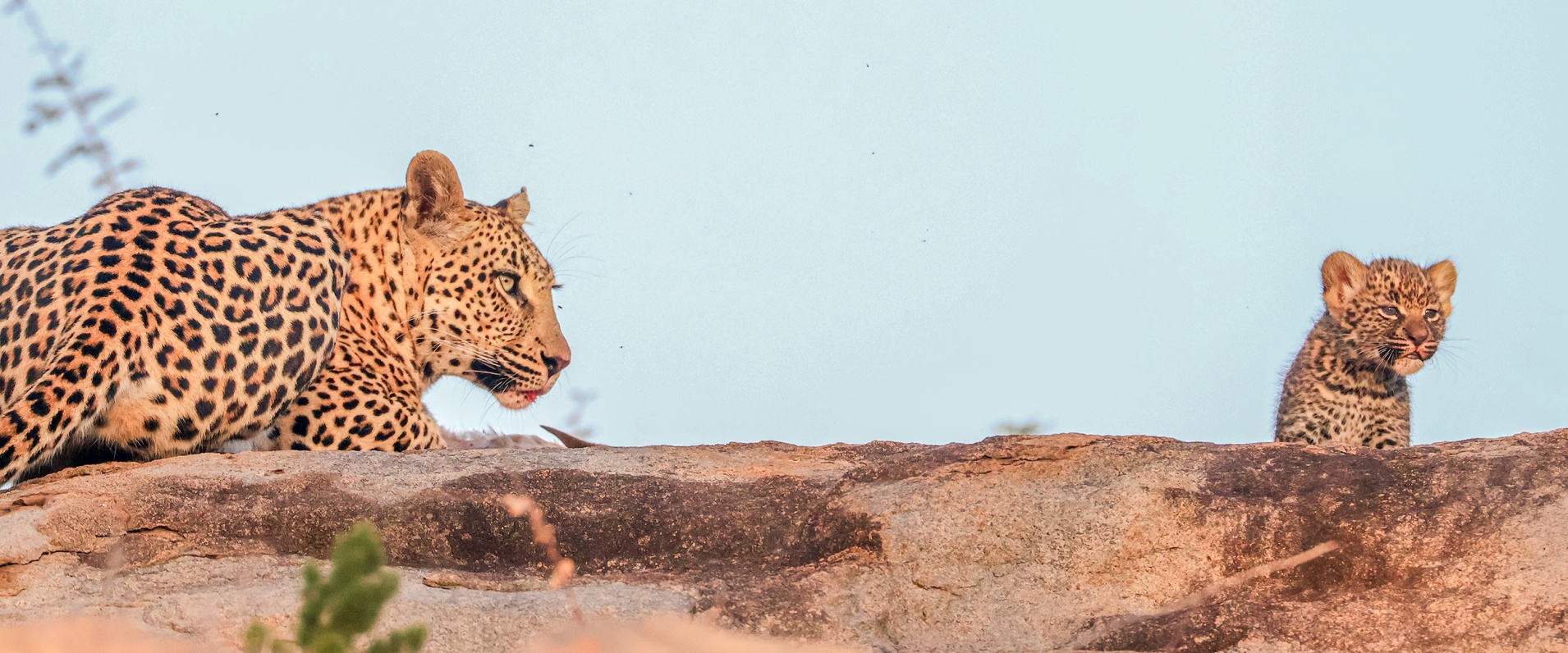 Sabi Sabi Ruan Mey Banner