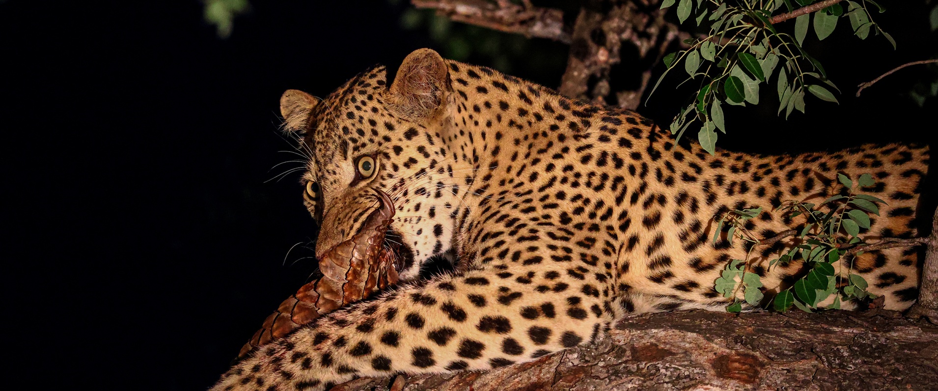 A Once-in-a-Lifetime Sighting