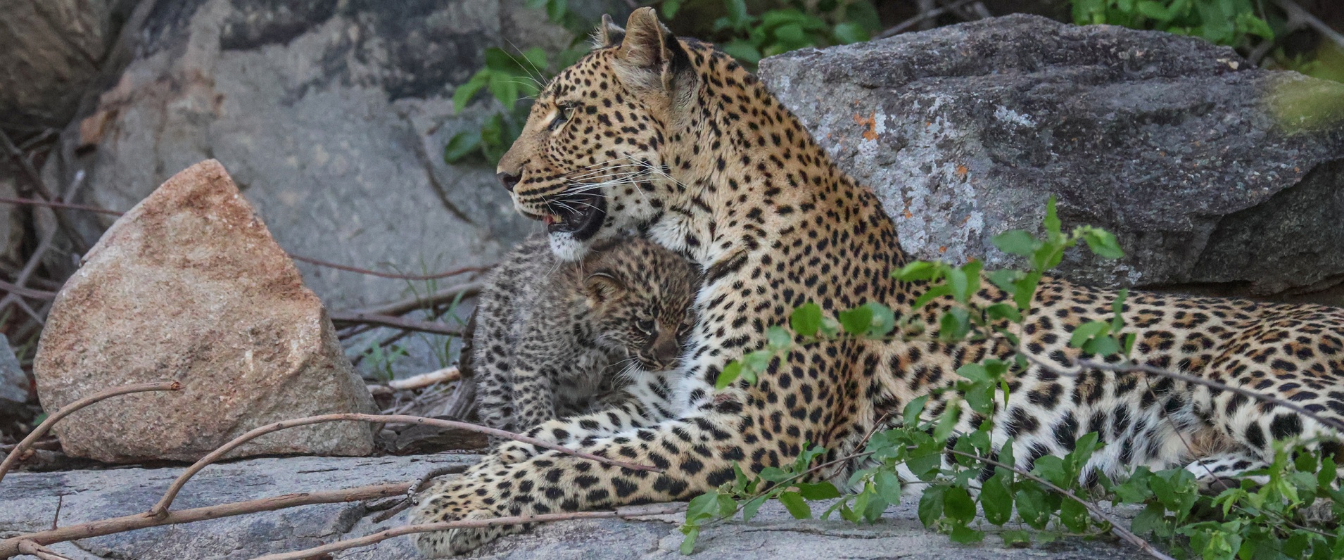 Sabi Sabi Ruan Mey Golonyi With Cub Banner