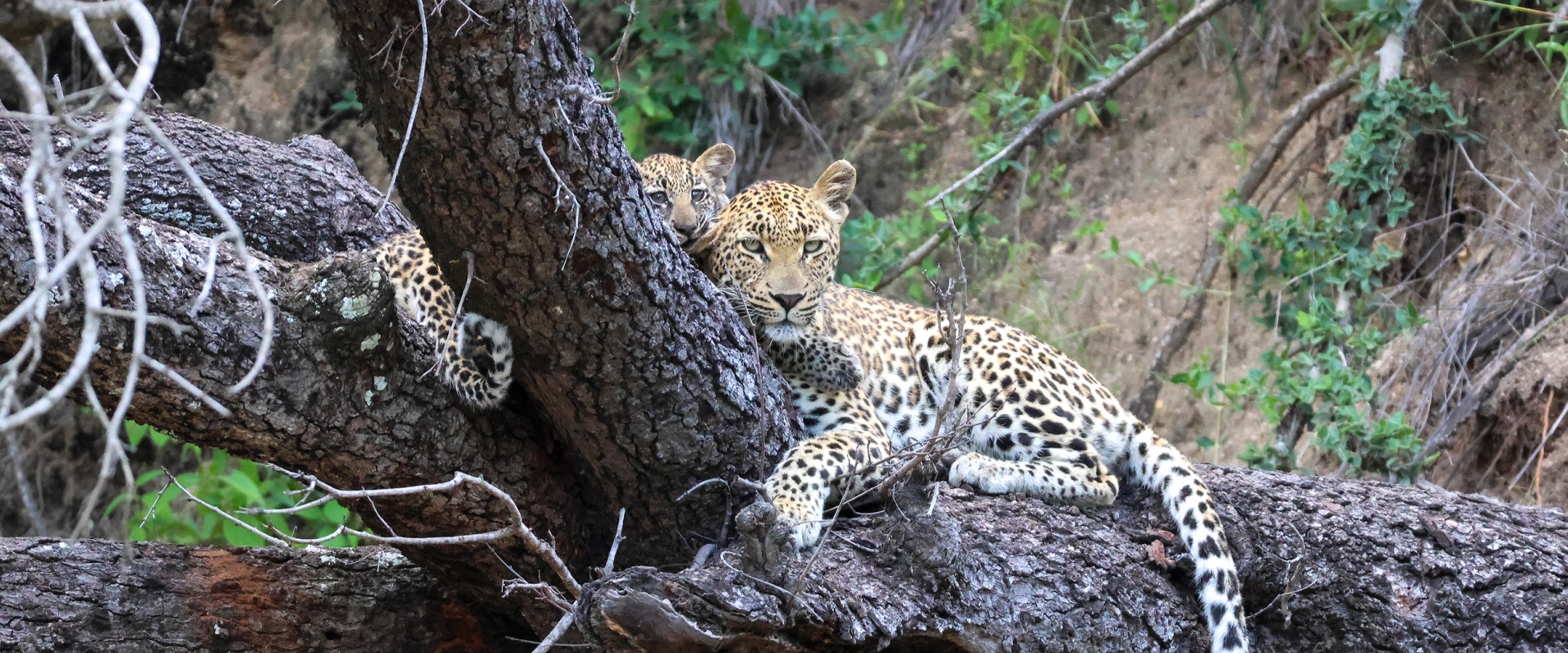 Sabi Sabi Jan Nel Golonyi And Cub In Tree Banner