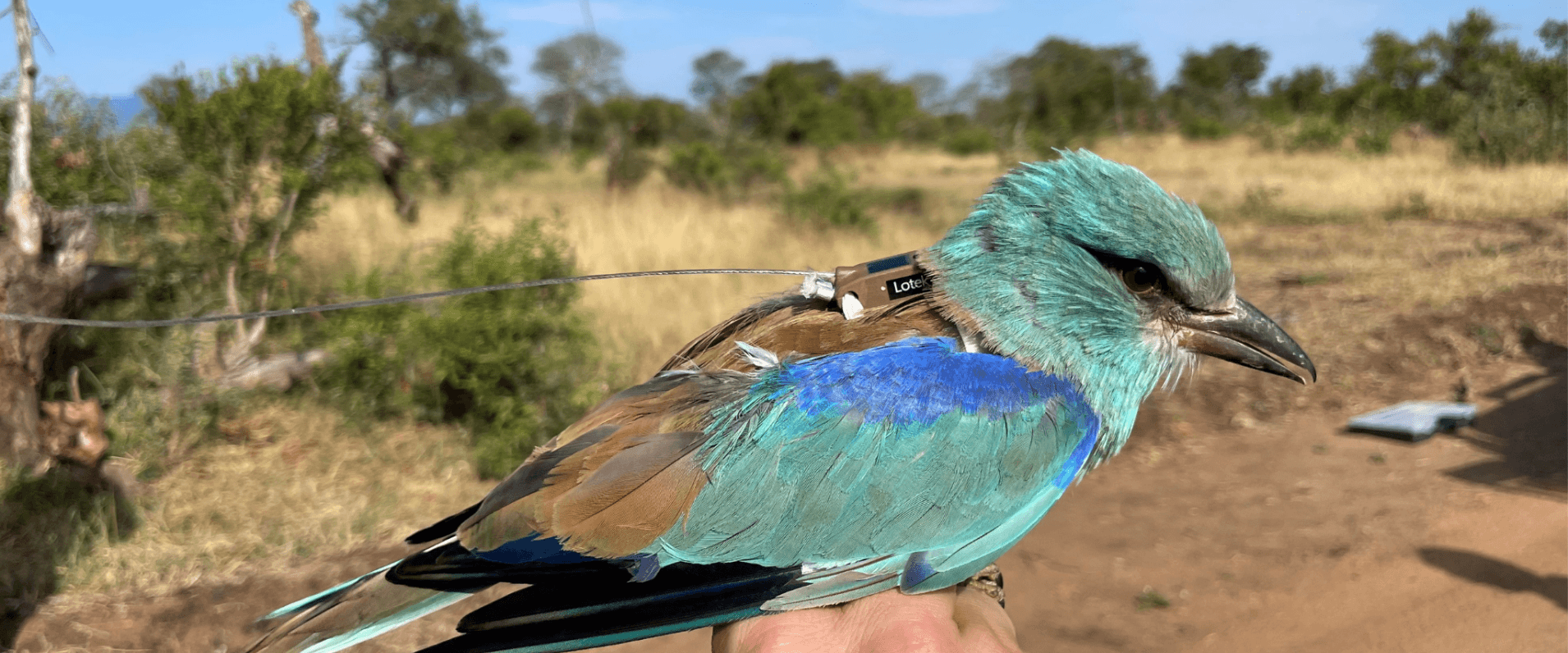 Unraveling the Mysteries of Migration Sabi Sabi Private Game Reserve