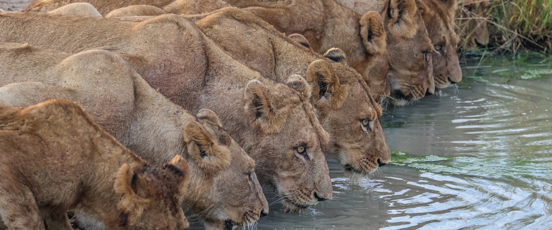 A Week in the Bush Vol. 546