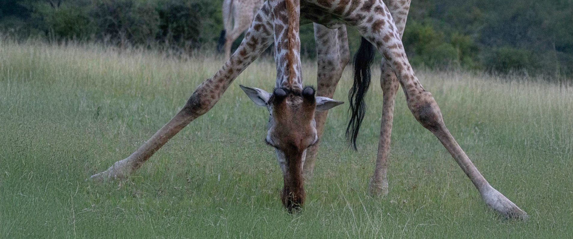 Do giraffe eat grass