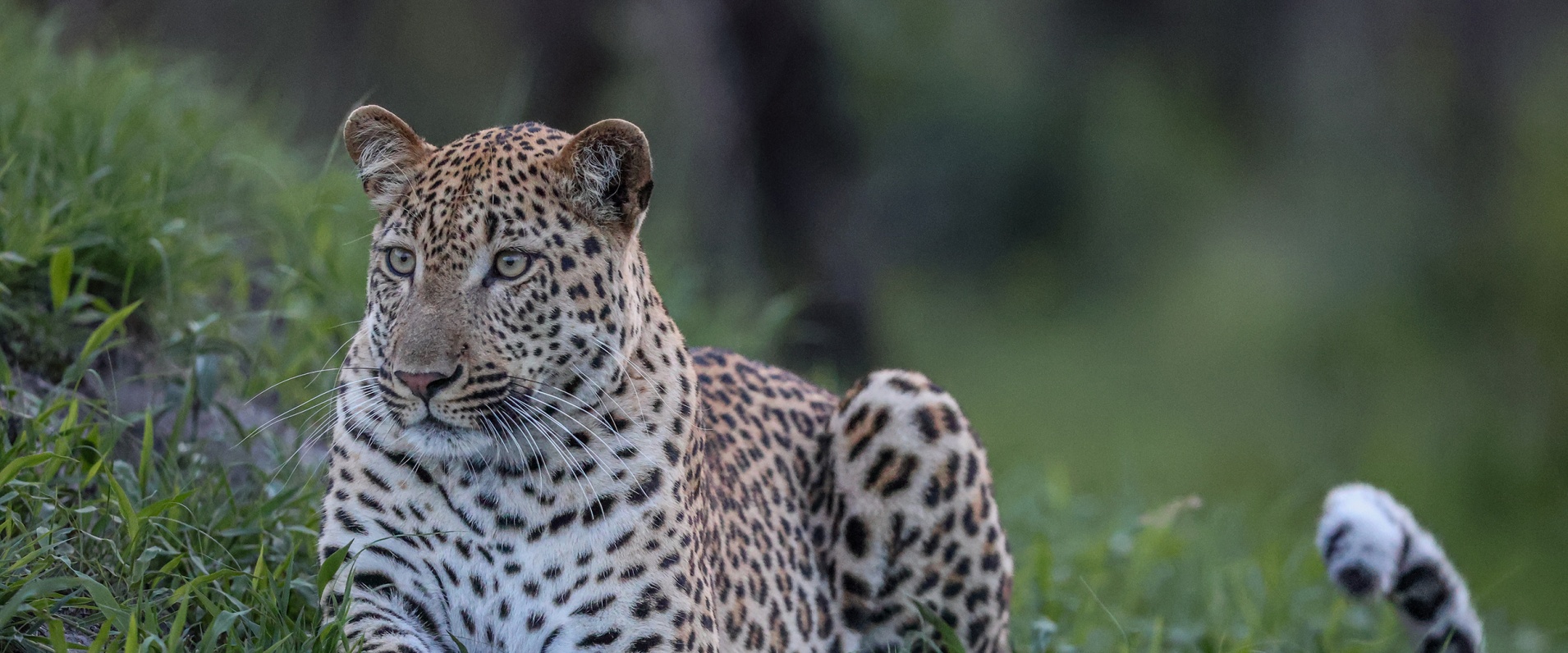 A Week in the Bush Vol. 530