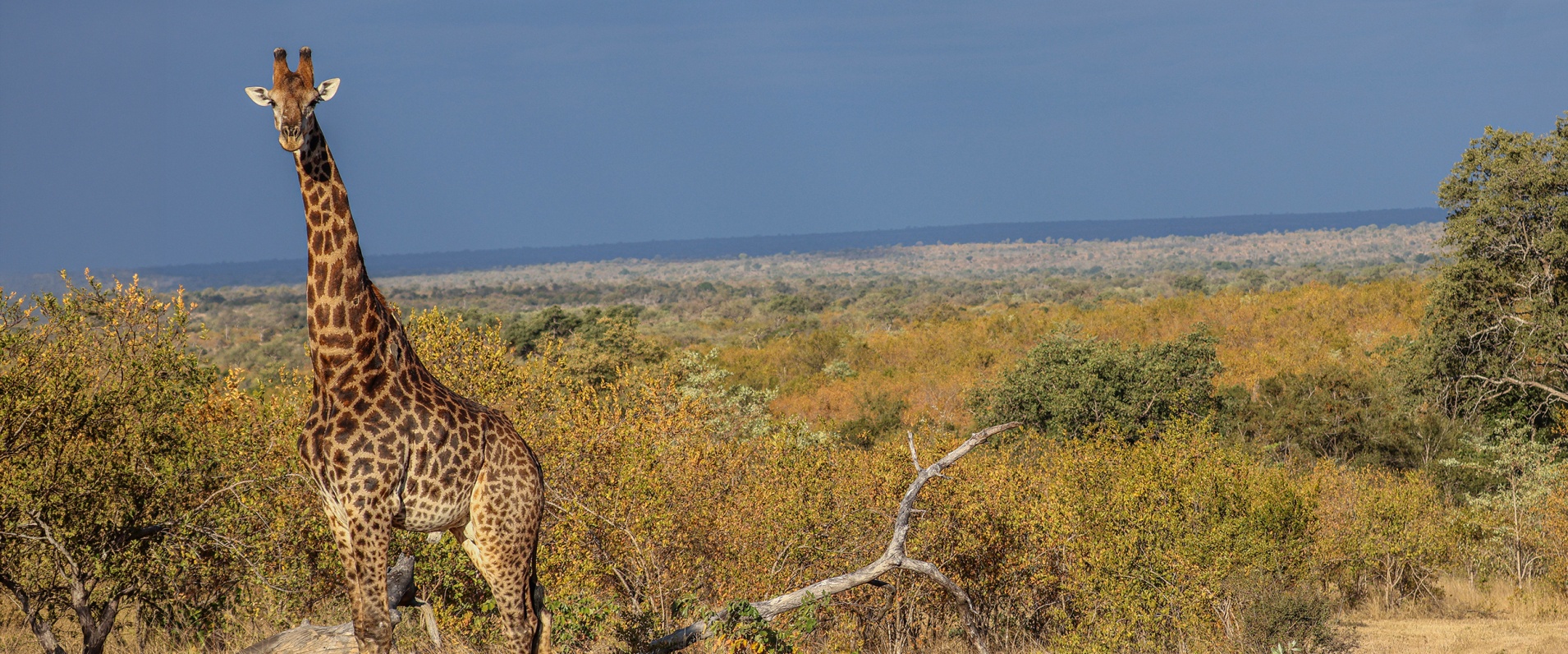 Sabi Sabi Ruan Mey Banner
