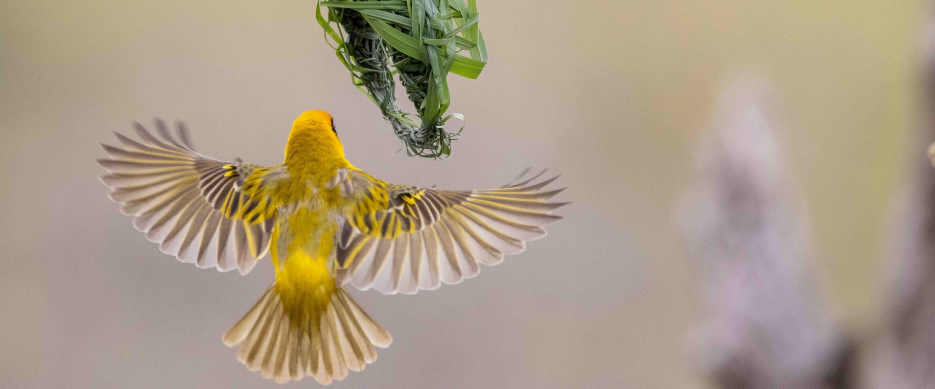 The Artistry of Village Weavers - Nature's Engineers