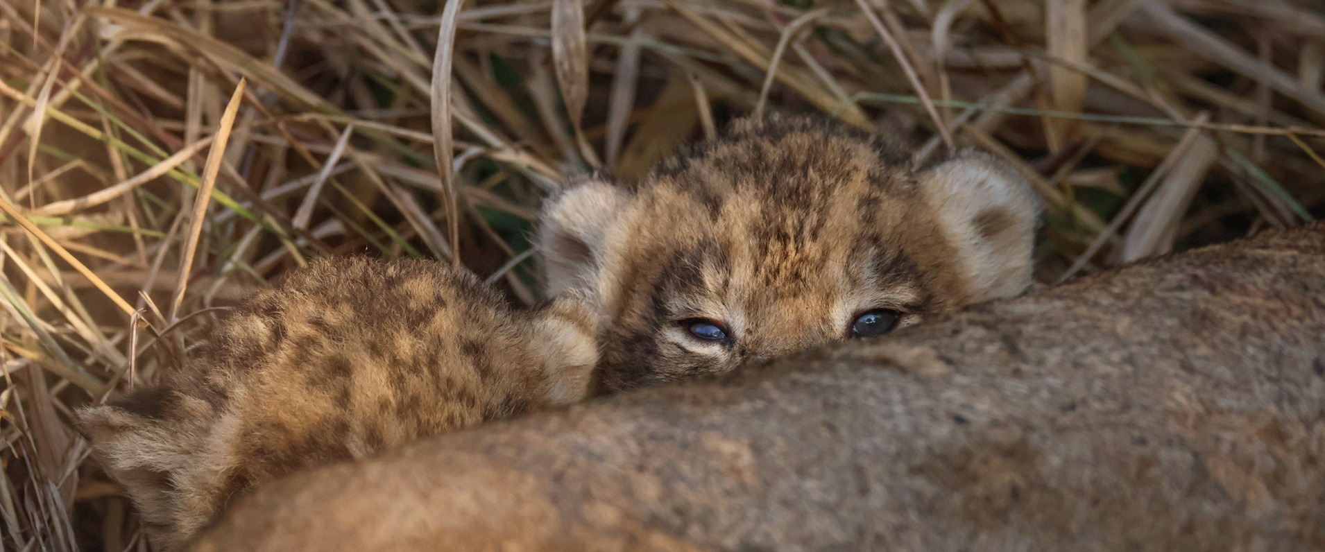 A curious Msuthlu Pride cub peeking out from behind, exploring its surroundings.
