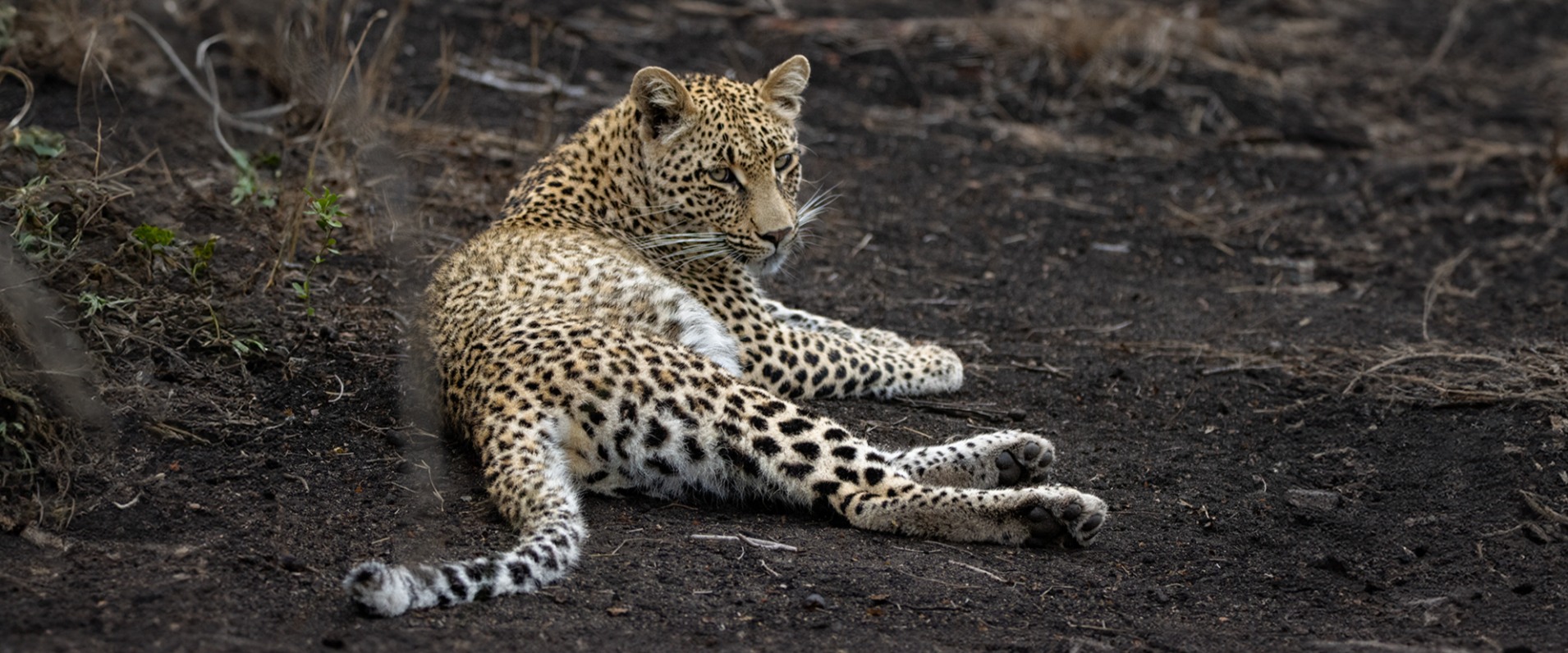 Sabi Sabi Ronald Mutero Ntsumi Banner3