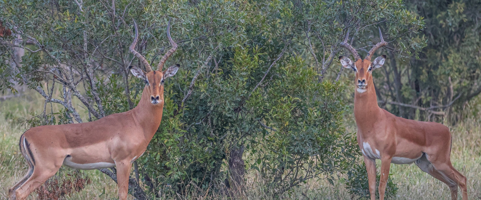 Sabi Sabi Ruan Mey Banner