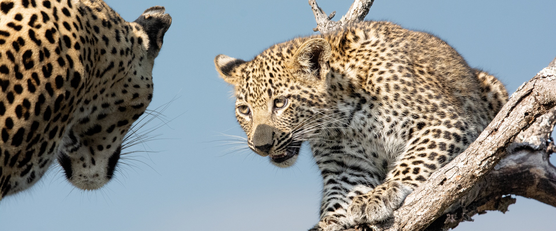 A Week in the Bush Vol. 484