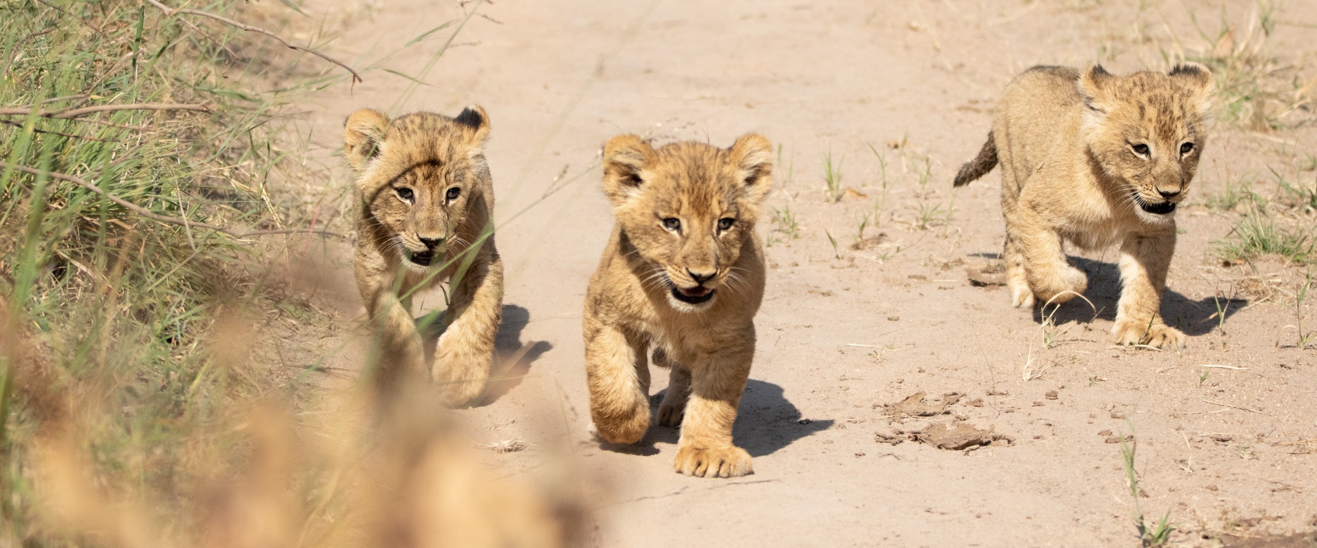 Andries Lions.spcubs 180423 9.tr11