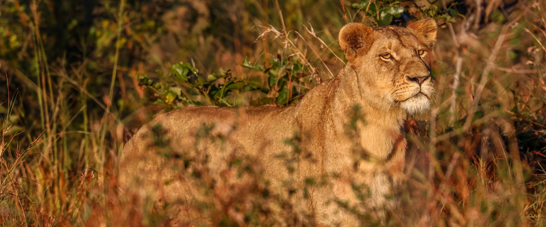 Sabi Sabi Ruan Mey Banner