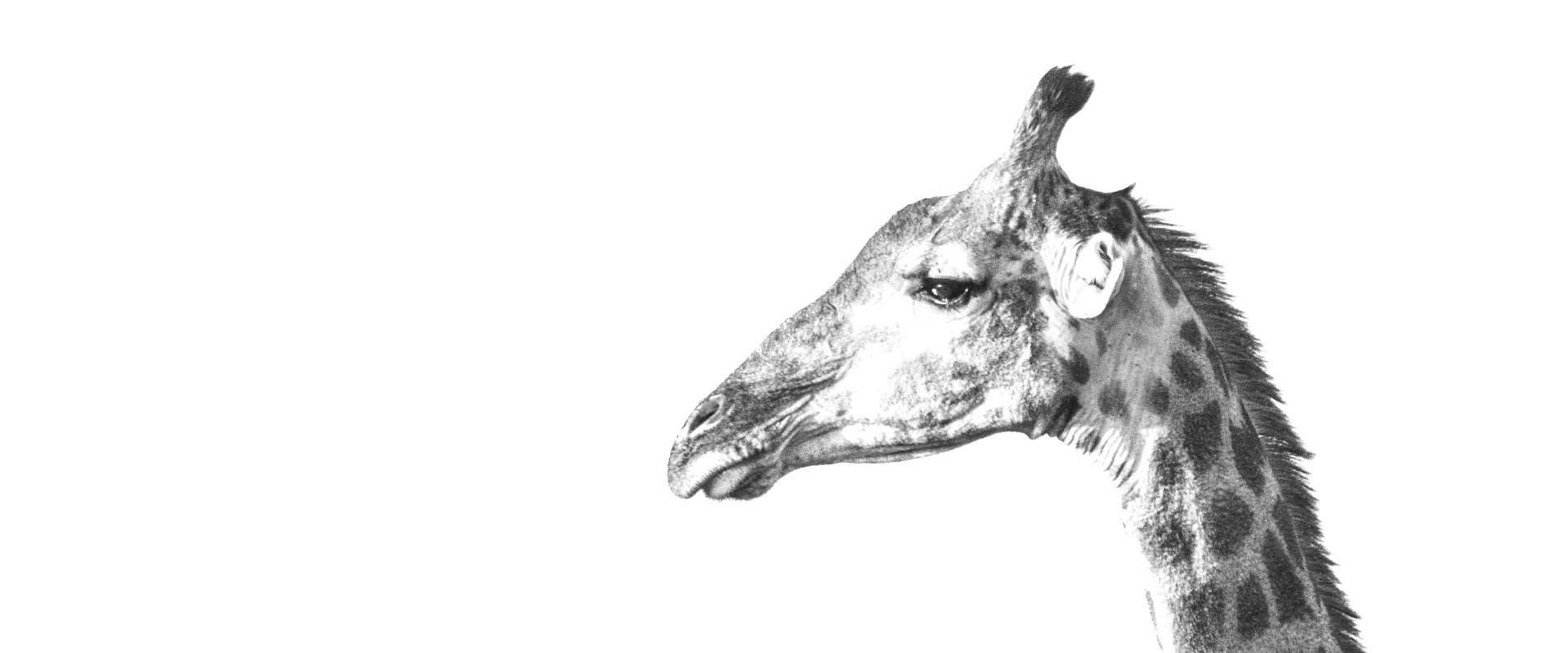 Africas Gentle Giants Jason Street Giraffe